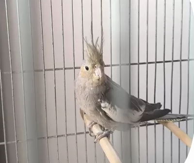 Sultan pağanı 2 adet 1 erkek 1 dişi