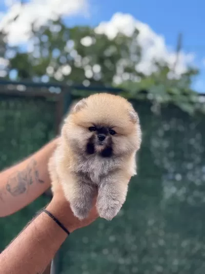 Ayıcık Surat Pomeranian Boo