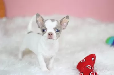Egzotic Lilac White Chihuahua