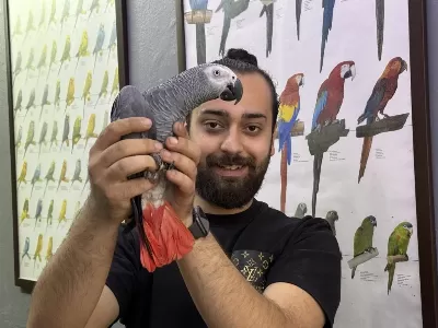 100 Kelime Konuşan Full Evcil Jako Papağani