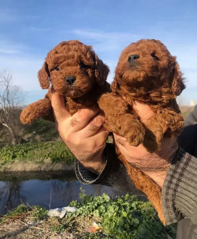 Mükemmel Irk Garantili Toy Poodle Yavrularımız