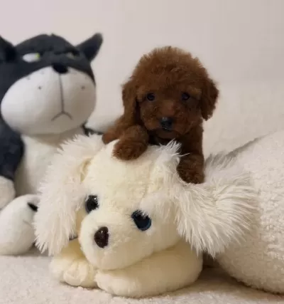 Süper Mini Toy Poodle