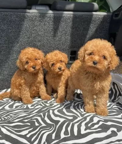Ev Üreti̇mi̇ Toy Poodle Yavrularimiz Irk Garanti̇li̇