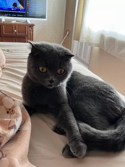 Ücretsiz Sahiplendirilecektir 1 Yaşında Scottish Fold