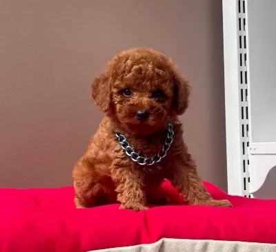 Safkan Toy Poodle Yavrularımız