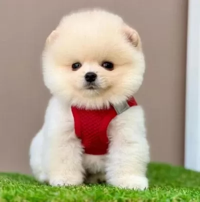 Safkan Pomeranian Boo Yavrularımız