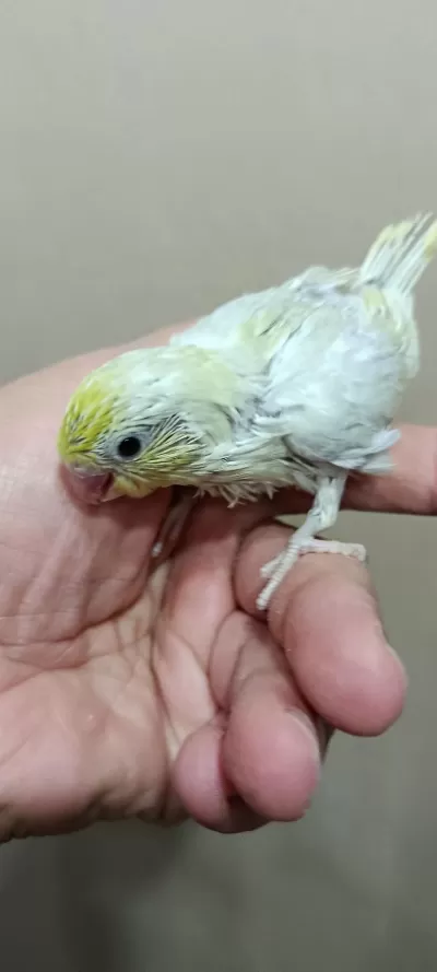 Gökkuşağı Forpus Papağanı