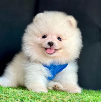 Safkan Pomeranian Boo Bebekler