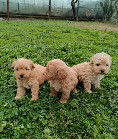 Poodle Ayarında Maltipoo Bebekler