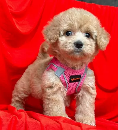 Maltipoo Saf Irk En Küçük Boy Bebeklerimiz