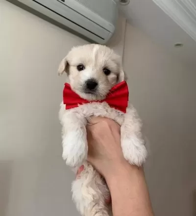 Malti̇po Ci̇nsi̇ Numara