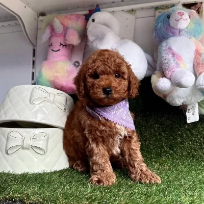Sevimli Toy Poodle Yavrularımız