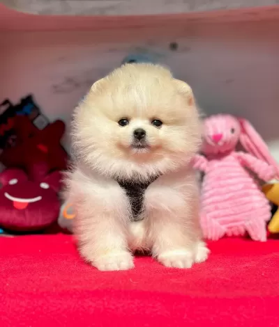 Sevimli Pomeranian Boo Yavrularımız