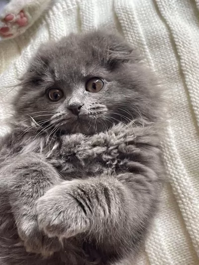 A++ A62 Orjinal British Longhair Yavrular