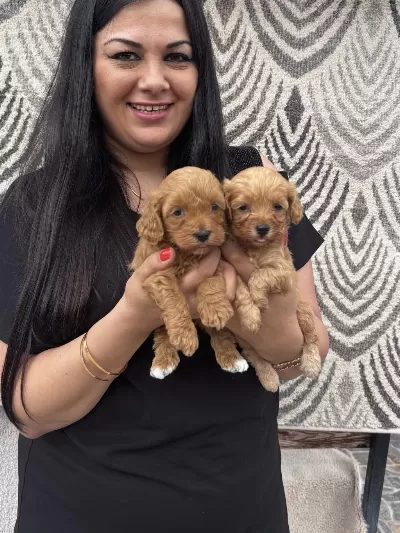 Ufacık Maltipoo Yavrularım