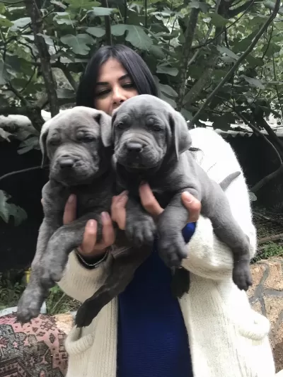 Blue Safkan Cane Corso Yavrularım