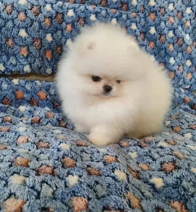 Pomeranian Boo Ayı Surat Bebek Suratlı Yavrularımız