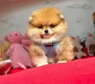 Teddy Yavrularımız Minik Boy