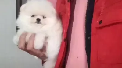 Kat Betaz Ayı Surat Pomeranian