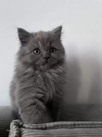 A++ A62 Orjinal British Longhair Yavrularimiz Hazir