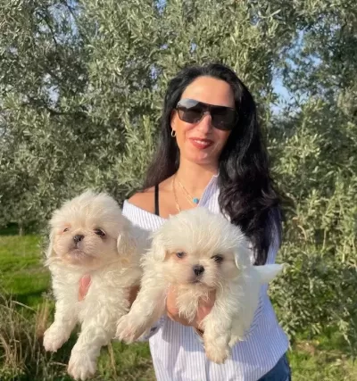 Maltese Terier Yavrularım Sağlık Ve Irk Garantilidir