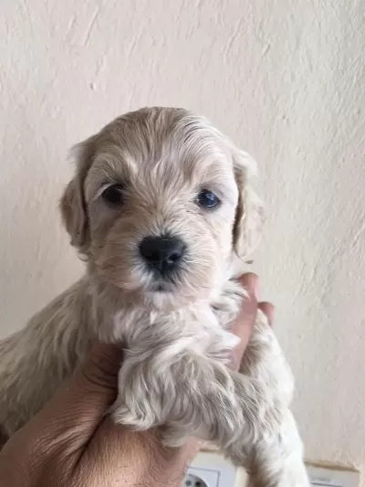 Harika Maltipoo Yavrular