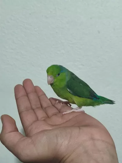 Forpus Erkek Papağanım Gözüm Gibi Baktığım