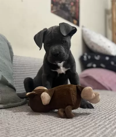 Irkinin En İyi̇si̇ Frank Cane Corso Yeni̇ Yuvasini Bekli̇yor