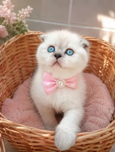 Mavi Gözlü Blue Point Scottish Fold Yavrular