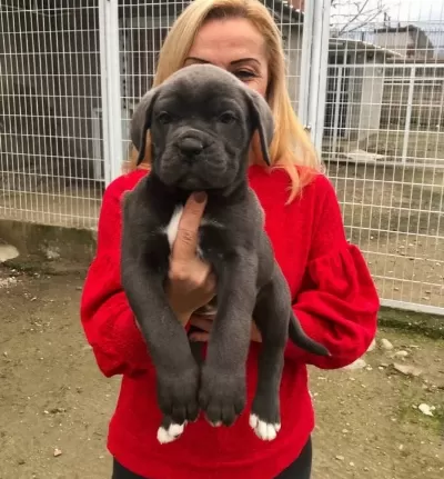 Mükemmel Kalitede Muhteşem Cane Corso Yavrularımız