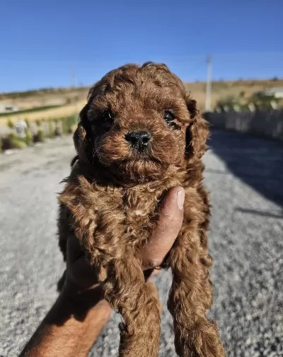 Toy Poodle Sağlikli Köpeği
