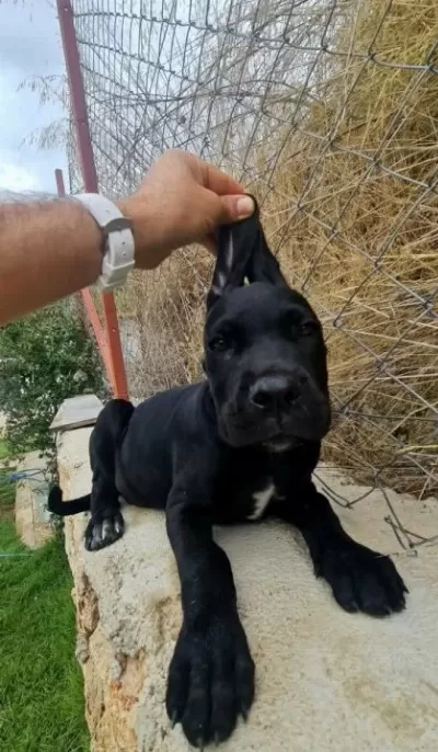 Saf Kan Dev Cane Corso Yavrusu