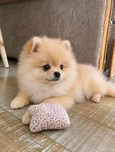 Pomeranian Köpeği Bebeklerimiz