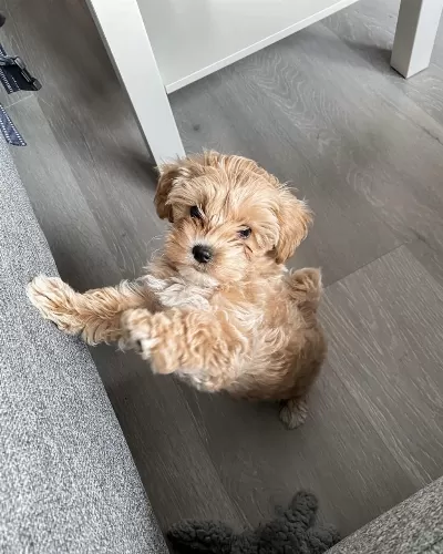 Efsane Maltipoo Yavrularımız