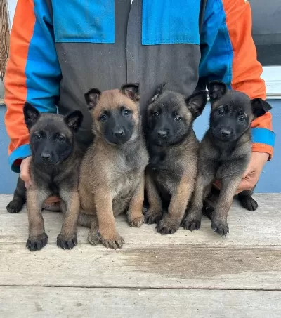 Malinois Yavrularım