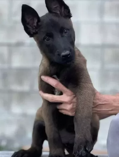 Beçi Ka Kurdu Mali Noi S Yavrularim