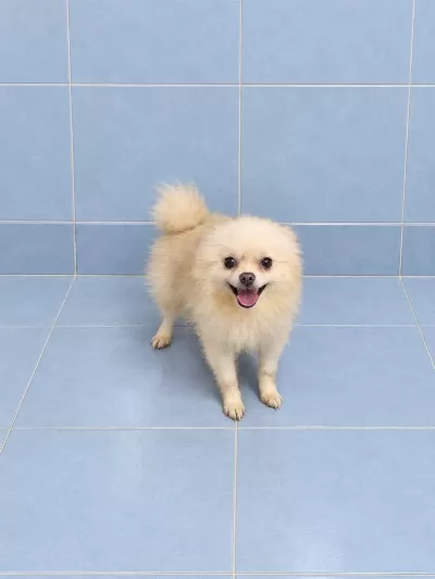Yeni Yuvasına Gitmeye Hazır Pomeranian