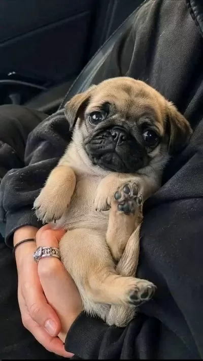 Harika Pug Gül Kuyruk