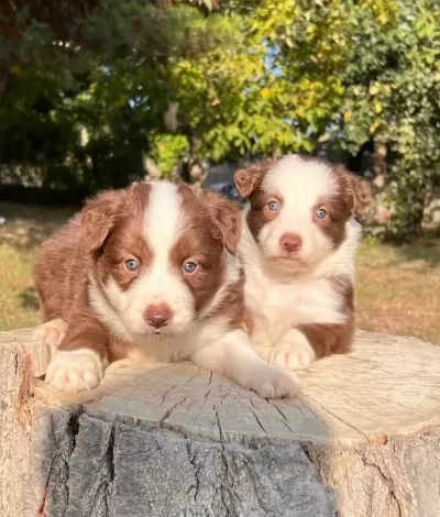 Safkan Orjinal Mavi Gözlü Border Collie Yavrular