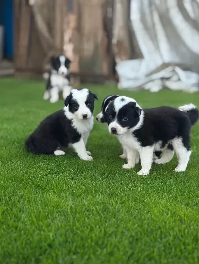 Zeka Küpü Border Collie Yavrularım Yeteneksizsiniz Max