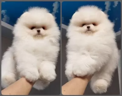 Ankarada Ziyarete Açık Pomeranian Yavrularımız