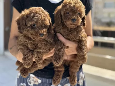 Petmode Köpek Çiftliğinde Ziyarete Açık Toy Poodle