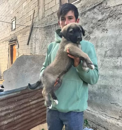 Sivas Kangal Yavrularımız