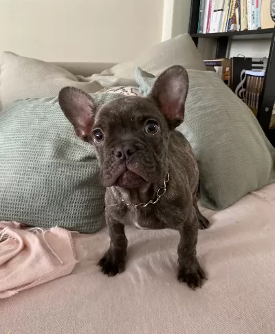 A Kalite Irk Garantili French Bulldog Yavrum