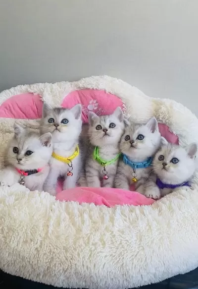 Son 1 Yavru Uygun Verilecek Silver British Shorthair