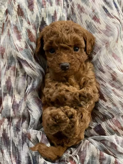 Harika Kore Kan Poodle