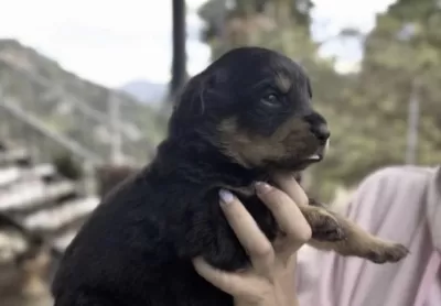 Rottweiler Safkanlar
