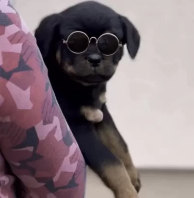 Rottweiler Safkan Köpekleri