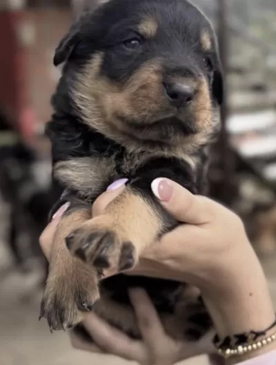 Harika Rottweiler Safkan