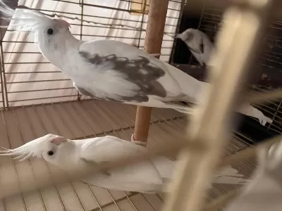 Garanti Takım Sultan Papağanı Gemlik